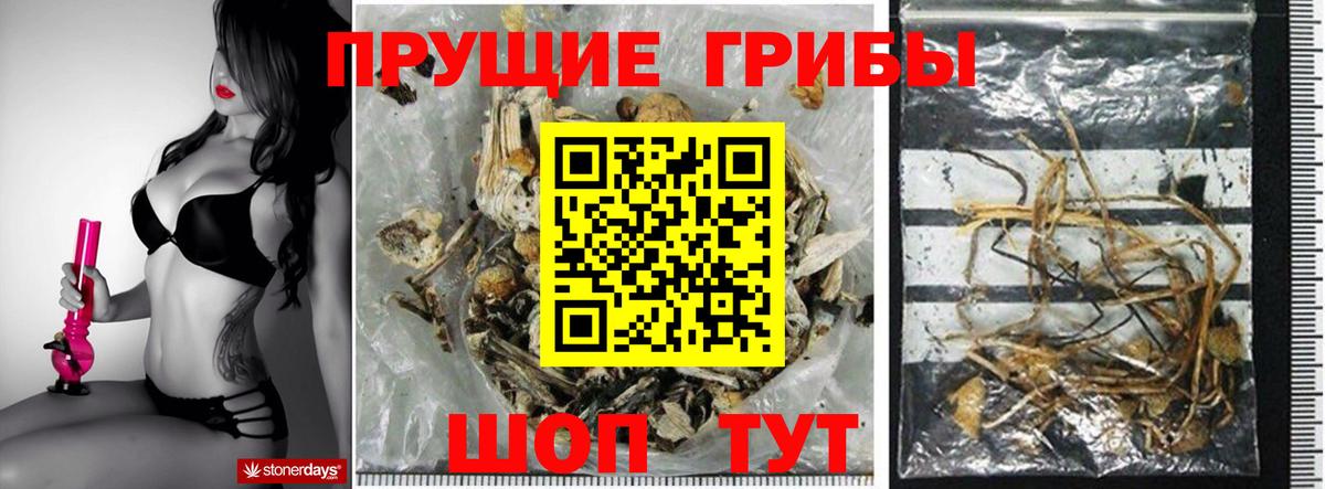 Галлюциногенные грибы Psilocybe Когалым